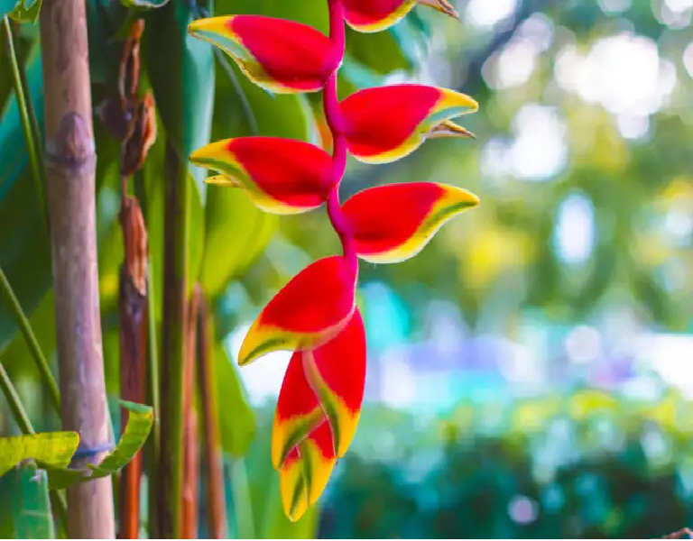 Heliconias